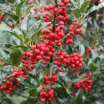 red berries on holly