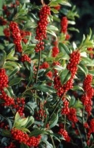 red berries on holly tree