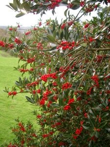 red holly berries on a tree