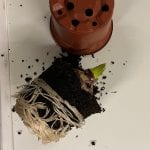 pot and hyacinth roots