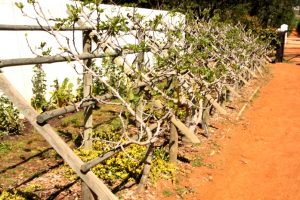 fan trained fig trees, grow figs