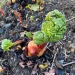 Rhubarb shoots