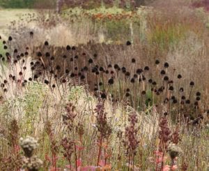 Plant ornamental grass with perennial partners, hauser and wirth