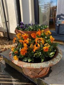Orange viola flowers in a pot