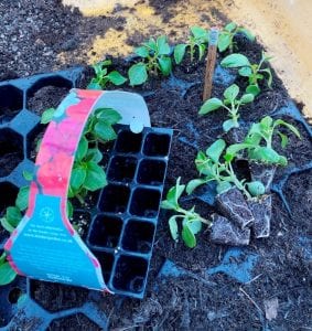 Plug plant seedlings transplanting into tray modules