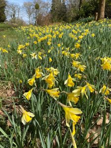Lent lily, daffodil, Narcissus