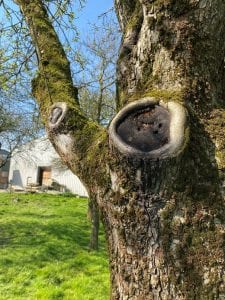 a large pruning wound on a tree