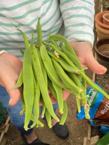 a handful of runner beans