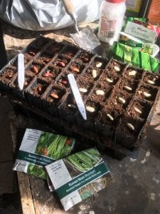 sowing beans in a seed tray of compost, modular growing