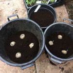 potatoes planted in pots