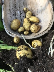new potatoes, potato, Lady Christl, trug