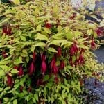 Fuchsias that are hardy,