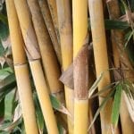 bamboo canes, bamboo plants for the garden