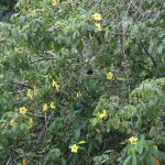 yellow, Allamanda, plant, bush