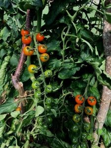 Sungold tomato vine and fruits
