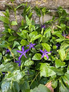 blue flower, vinca major, periwinkle