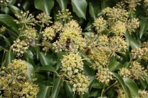 ivy flowers, bees, insects