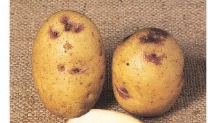 Kestrel potato tubers