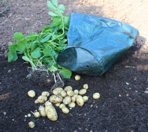 new potatoes, potato, bag, potatoes in containers