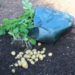freshly harvested bag grown potatoes