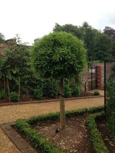 bay tree in a formal garden