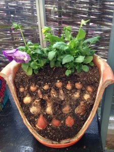 layered bulbs, flower bulb, garden, Bulb planting tips