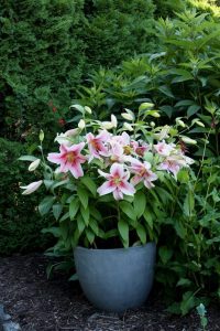pink lily flower in a pot