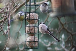 Blue tit and long tailed tits on a bird feeder