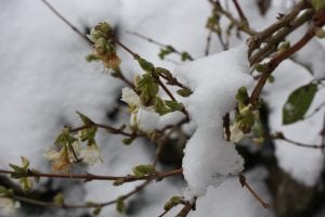 snow and shrubby honeysuckle
