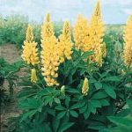 lupin, gallery yellow, flowers