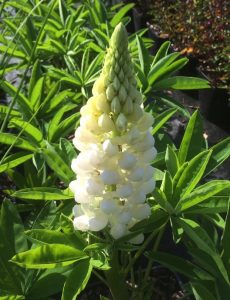 white lupin flower