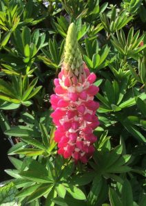 pink lupin flower