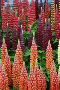pink and red lupin flowers