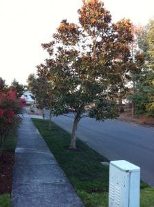 Small Evergreen Garden Trees to Plant, Magnolia tree in street