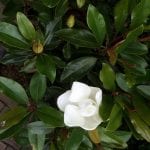 Magnolia, grandiflora, Little Gem