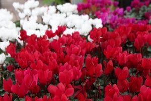succeed with cyclamen