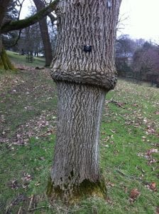A tree trunk, 