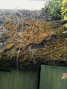 green roof, moss, shed roof