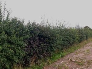 a mixed native hedge
