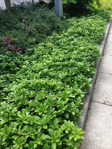 A green carpet of plants