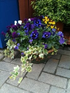Pansies, ivy, plants in a pot