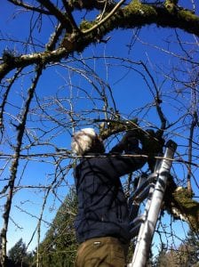 renovating old fruit trees, pruning