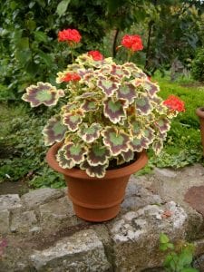 plant up your pots for summer. Pelargonium