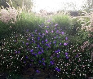 Plant ornamental grass with perennial partners