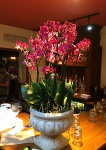 pink orchids, moth orchid, Phalaenopsis