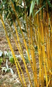 golden bamboo stems