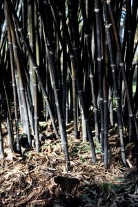 Black bamboo, Phyllostachys nigra