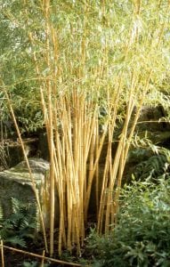 golden bamboo plant