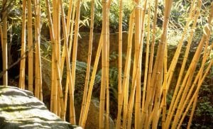 yellow stems of a bamboo plant