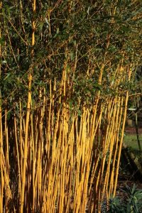 Golden stem bamboos
